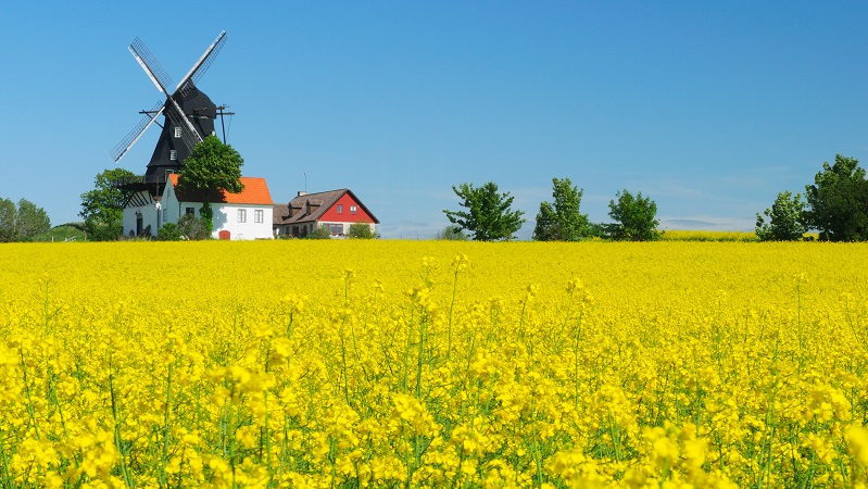 Gård med väderkvarn bakom gul rapsåker under klarblå himmel, idylliskt landskap med röda och vita hus.